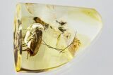 Detailed Fossil Fungus Gnat (Mycetophilidae) In Baltic Amber #367480-1